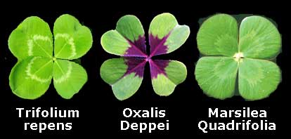 leaves_1.jpg