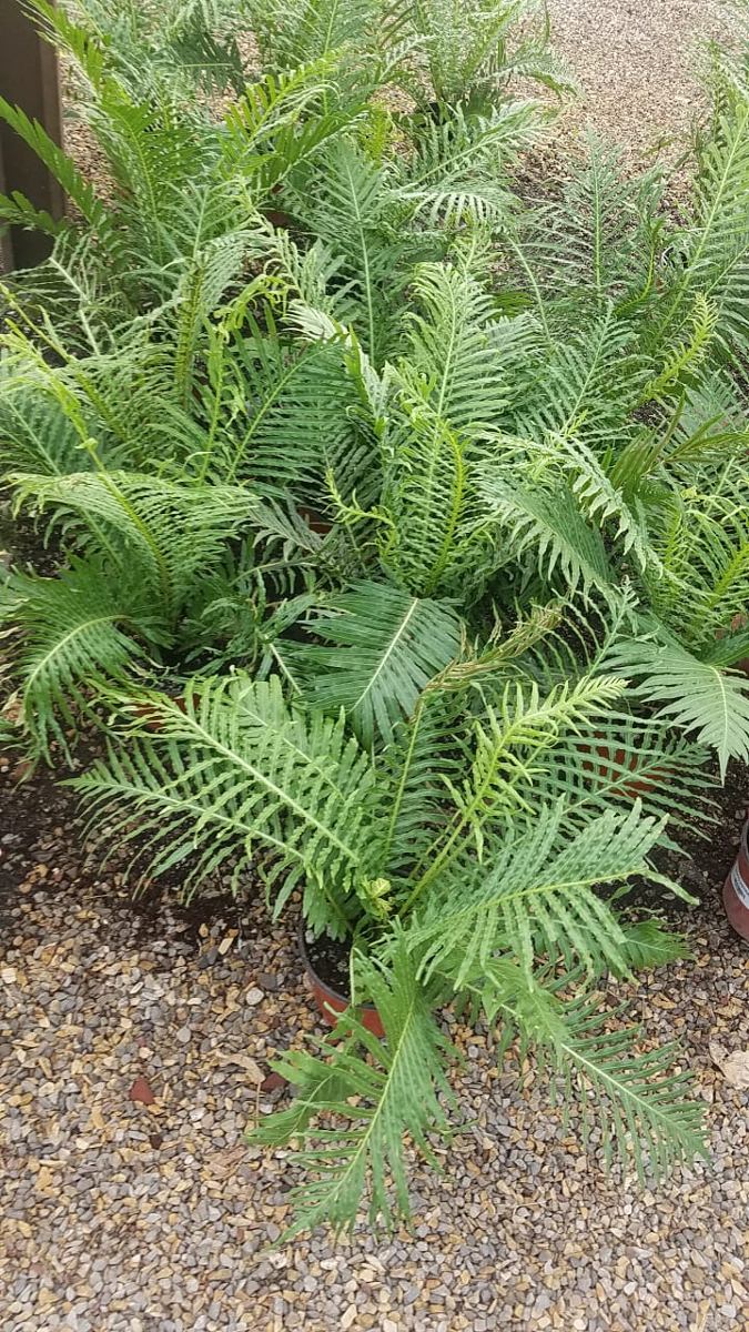 lecho-arborescente-o-de-arbol-unicos-para-maceta-o-jardin-D_NQ_NP_771282-MLM28028245023_082018-F.jpg