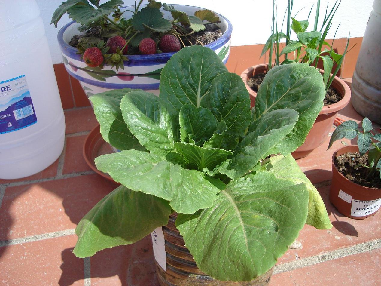 lechuga%2027-4-06.JPG