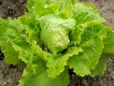 lechuga%20estaciones.jpg