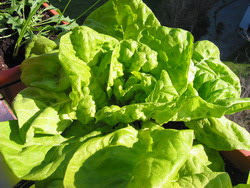 lechuga.jpg