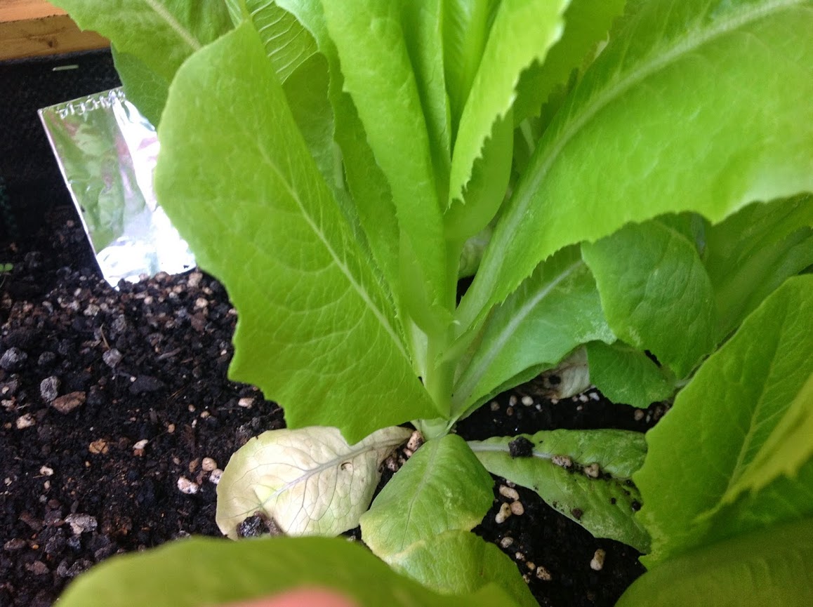 LECHUGA+TALLO.jpg