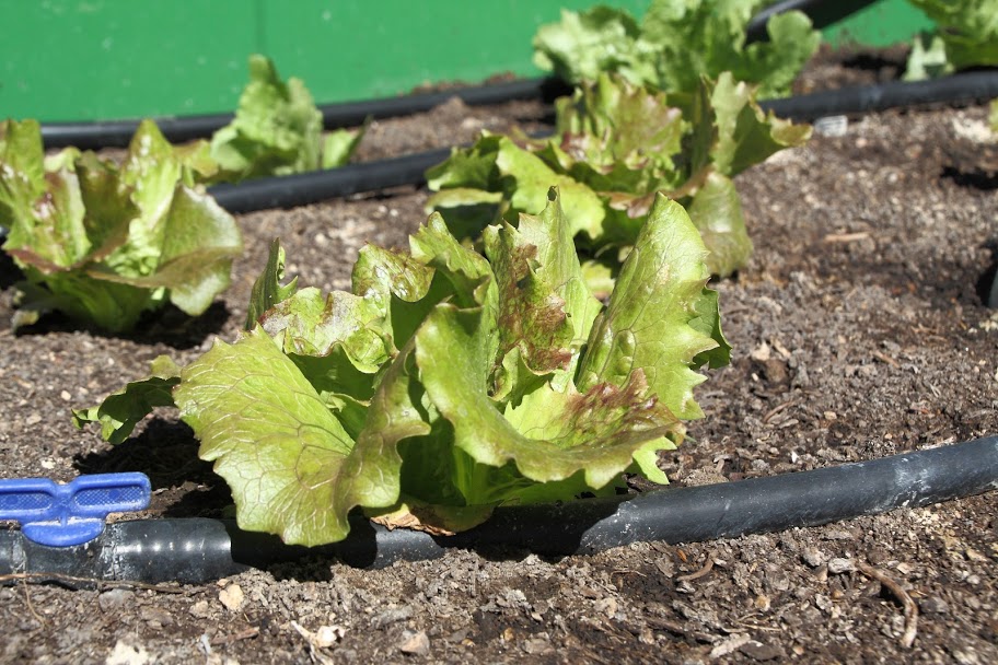 Lechuga_1.JPG