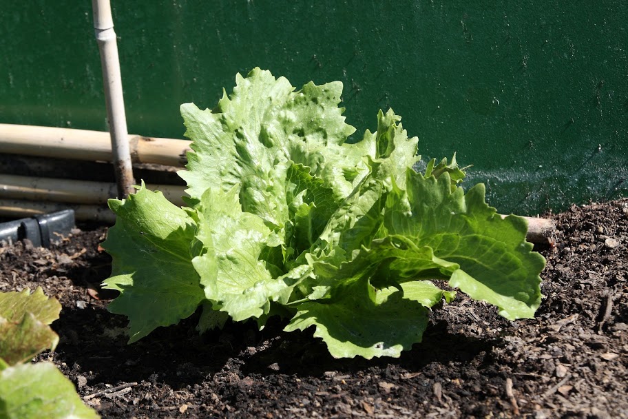 Lechuga_2.JPG