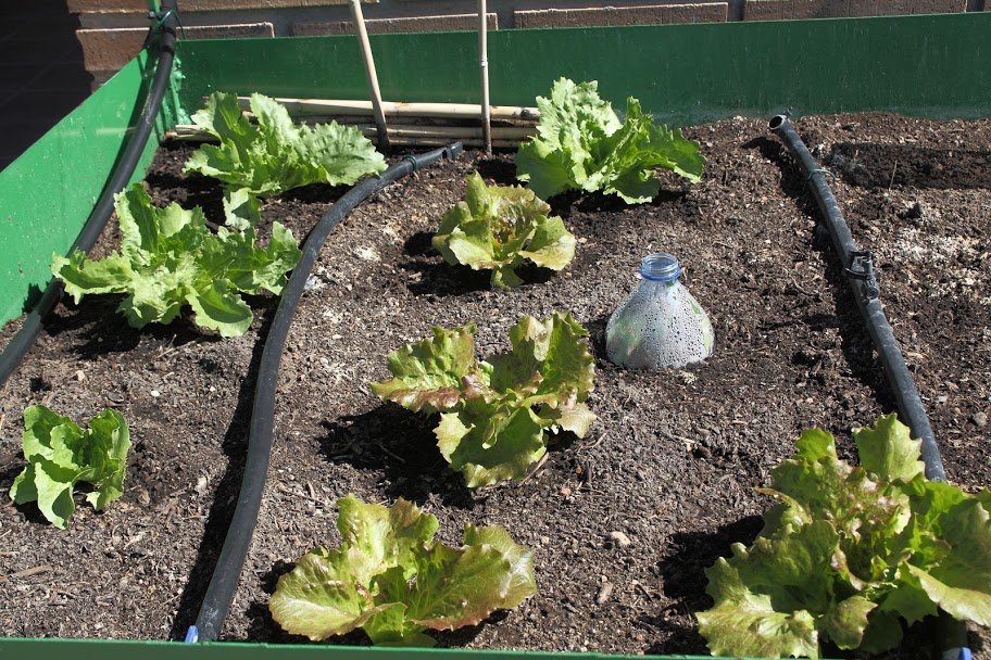 Lechuga_3.JPG