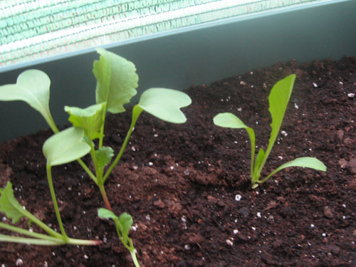 lechuga_rabanos_1.jpg