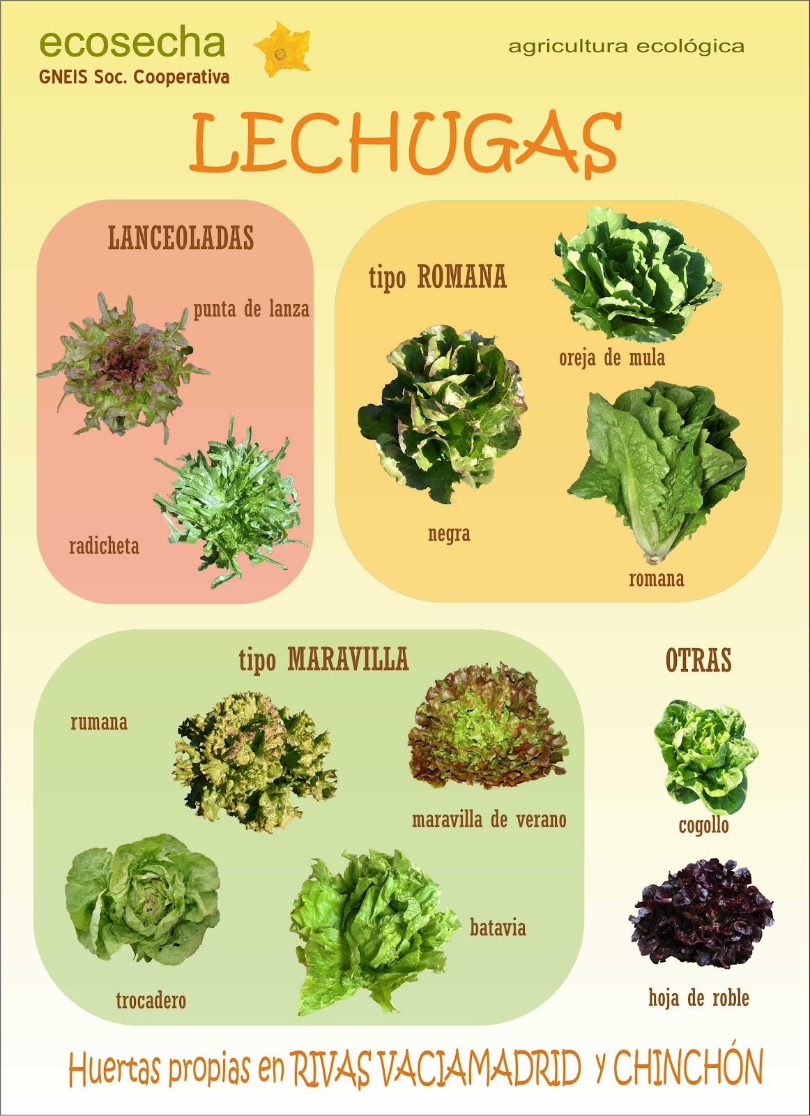 LECHUGAS+2012.jpg