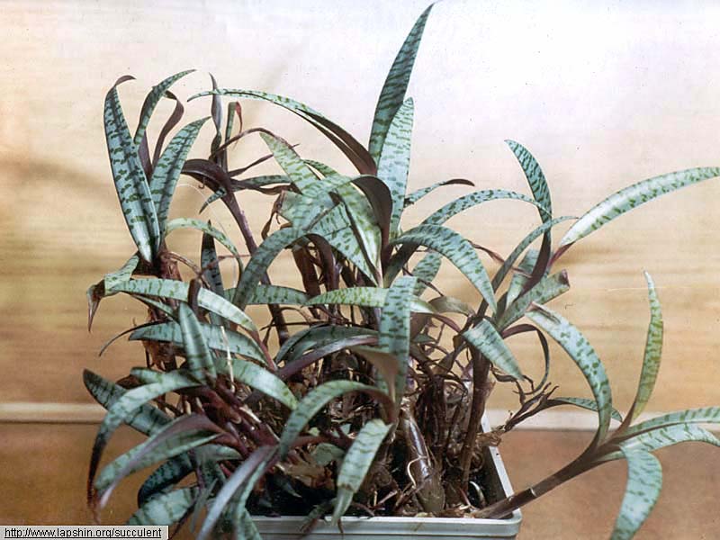 Ledebouria-socialis-7550-14-1999.jpg