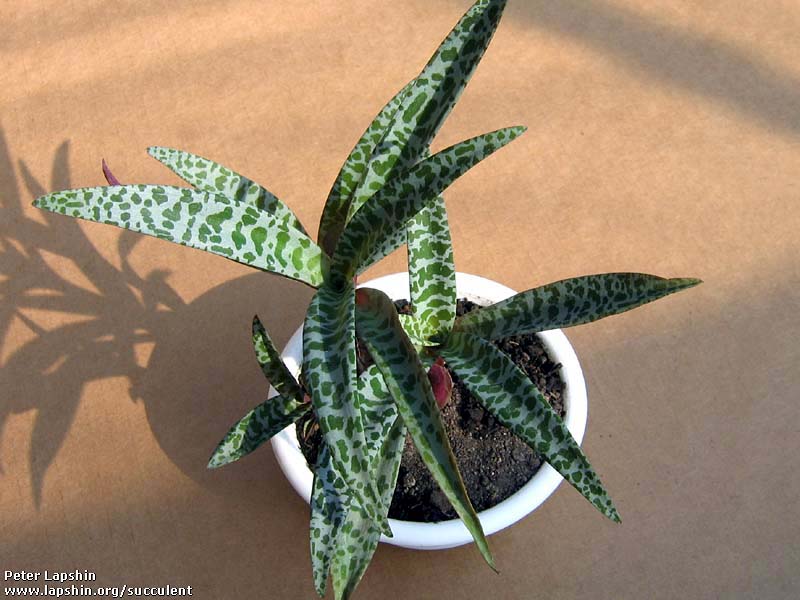 Ledebouria-socialis-tiger-GP.jpg