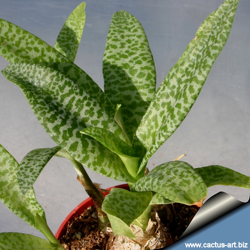 Ledebouria_pauciflora_lf_810.jpg