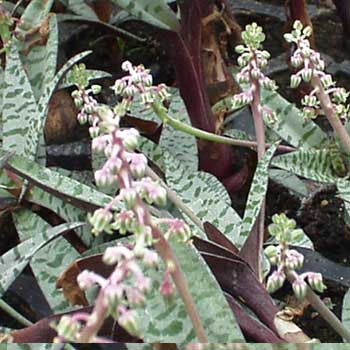 LedebouriaSocialis.jpg