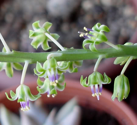 ledebouriasocialis05_2008a.jpg