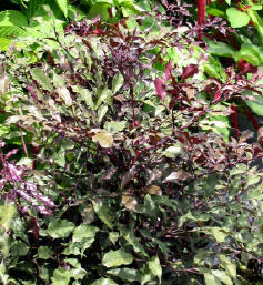 Leea%20coccinea%20rubra%204.JPG