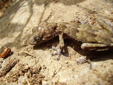legarto%202.JPG