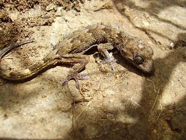 legarto1.JPG