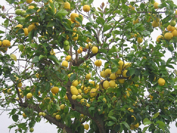 lemon.jpg