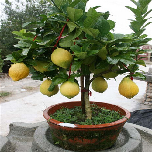 Lemon-seeds-Indoor-outdoor-BONSAI-seeds-font-b-Edible-b-font-Yellow-Lemon-Tree-Seeds-organic.jpg