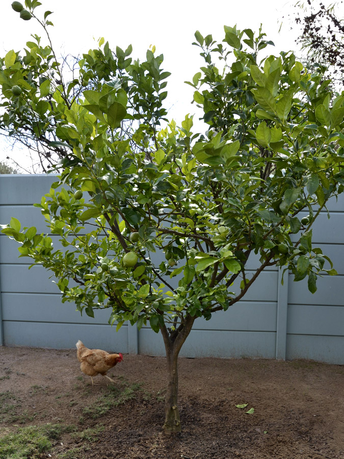 Lemon-tree-02.jpg