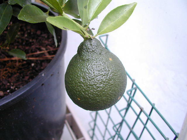 lemonsambo.jpg