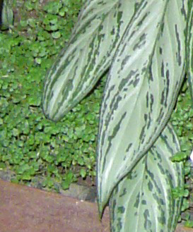 Lentejita.jpg