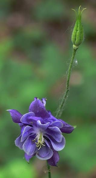 leo-mic-Aquilegia-vulgaris-2034.jpg