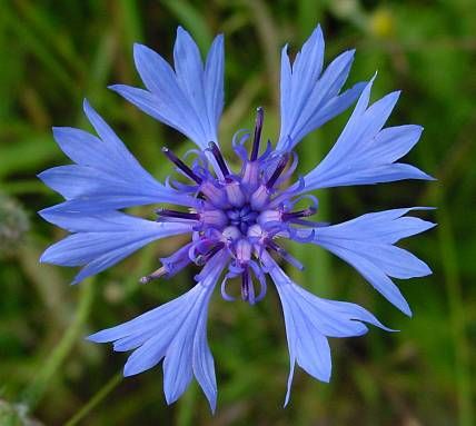 leo-mic-Centaurea-cyanus-507.jpg
