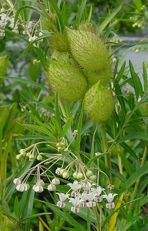 leo-mic-Gomphocarpus-fruticosus-606.jpg