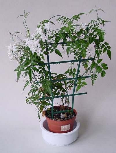 leo-mic-Jasminum-polyanthum-381.jpg
