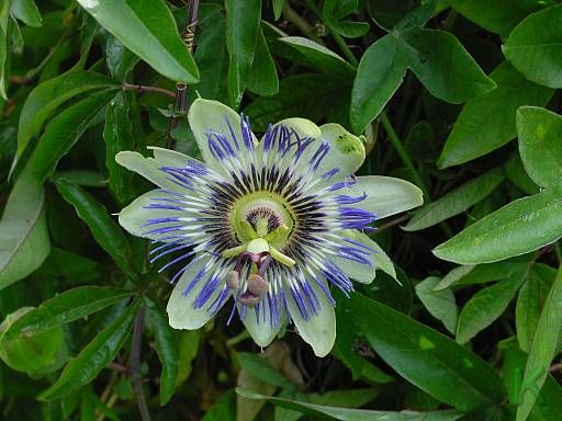 leo-mic-Passiflora-caerulea-768.jpg
