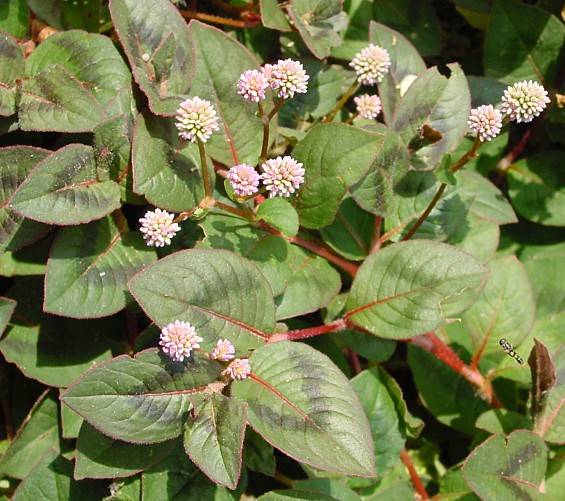 leo-mic-Persicaria-capitata-1154.jpg