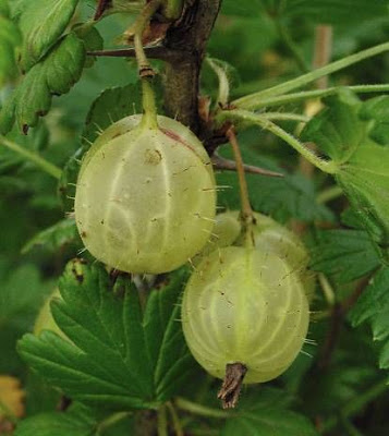 leo-mic-Ribes-uva-crispa-537.jpg