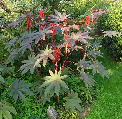 leo-mic-Ricinus-communis-741.jpg
