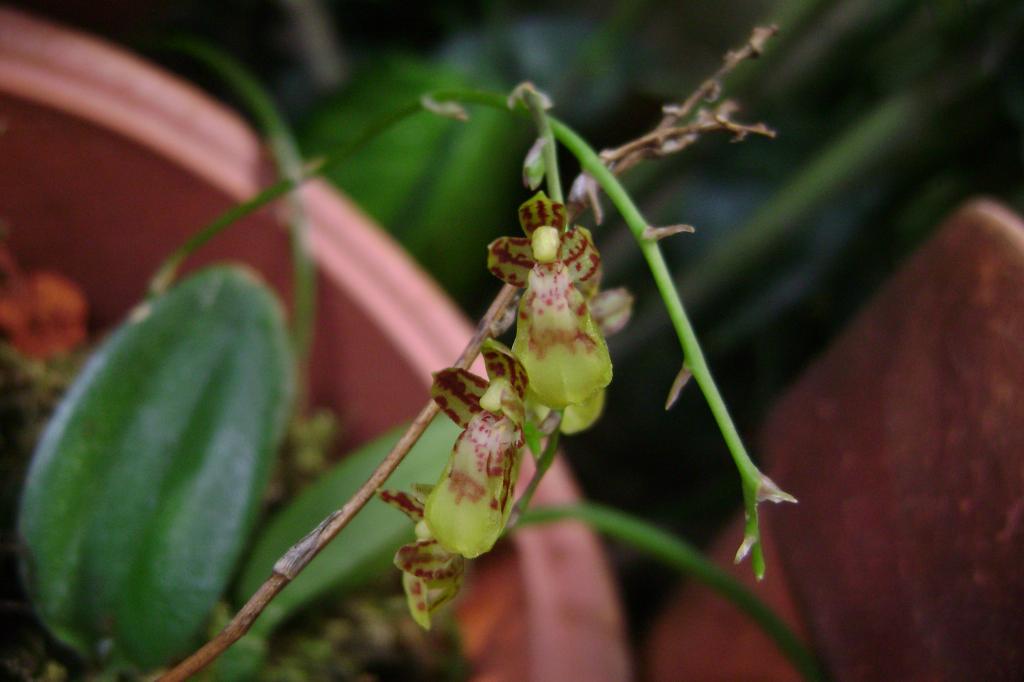 Leochiluslabiatus2_zps82e4d3b5.jpg