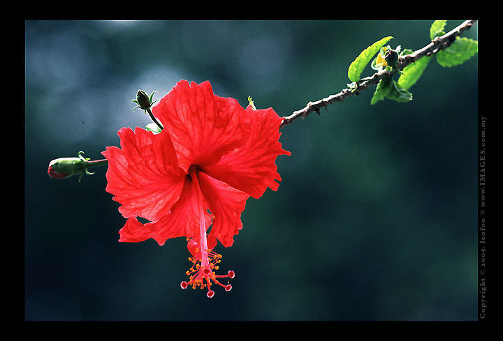 leofoo_hibiscus.jpg