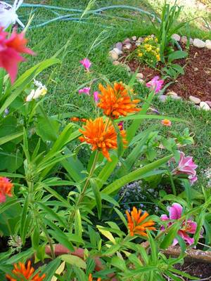 leonotis1.JPG