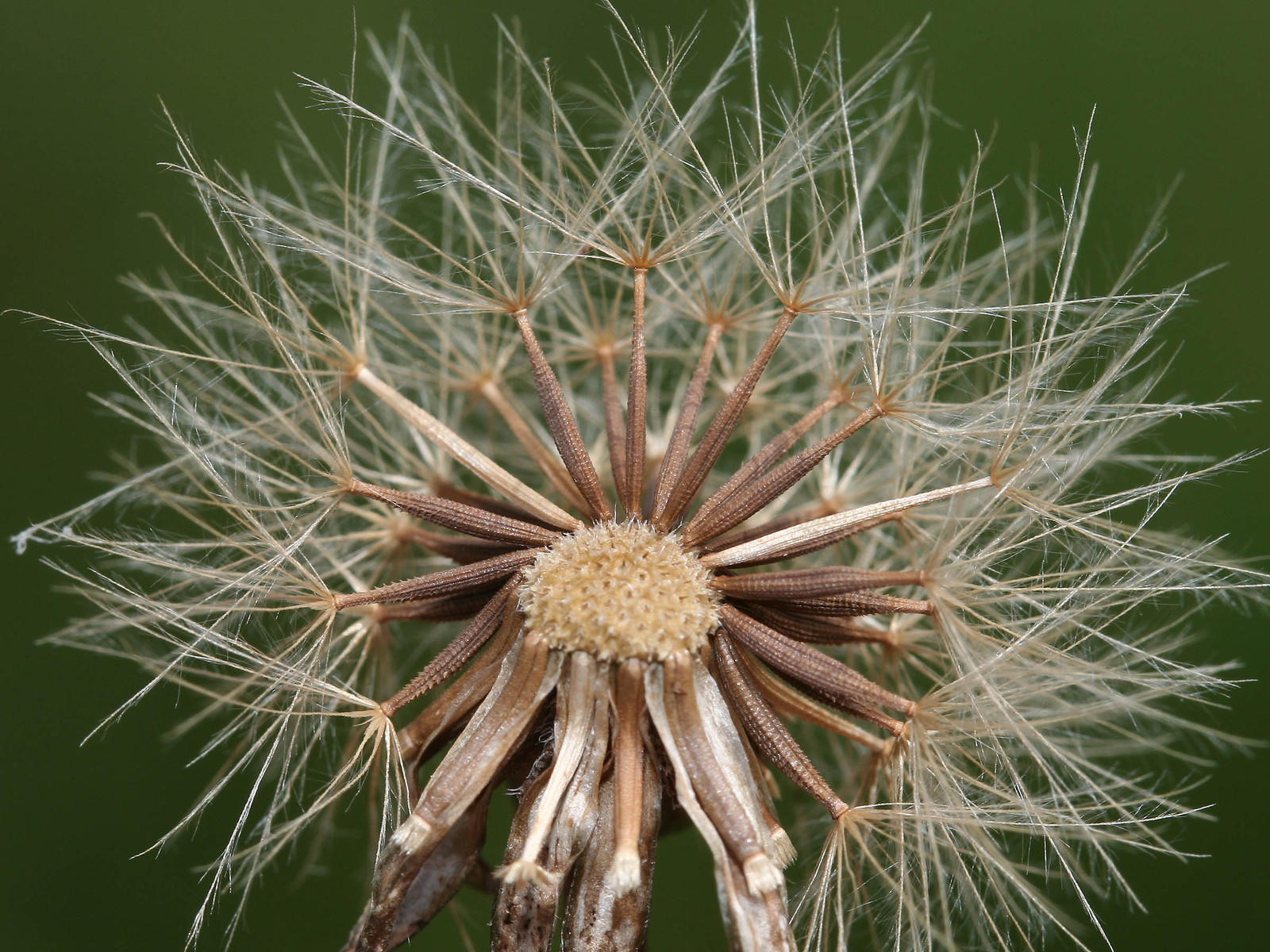 Leontodon%20saxatilis_3734.jpg