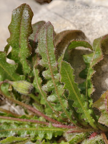 Leontodon_longirostris2.jpg