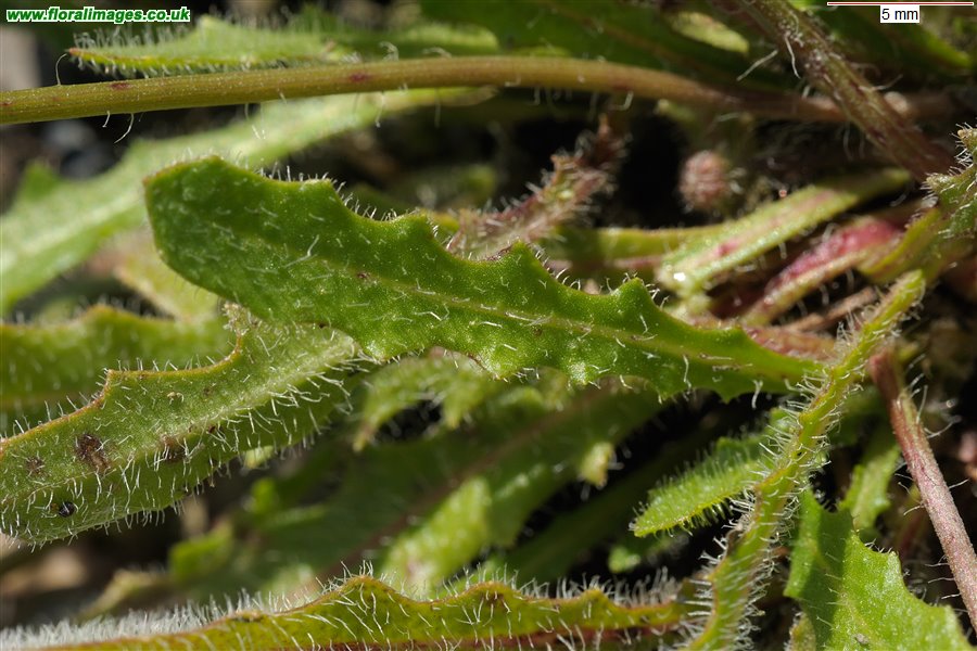 leontodon_saxatilis_225e.jpg