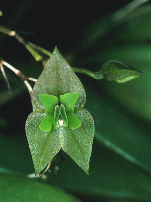 lepantheswilliamsii_108.jpg