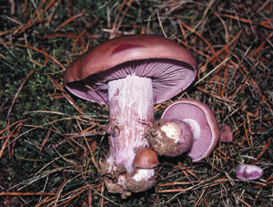 lepinuda.jpg
