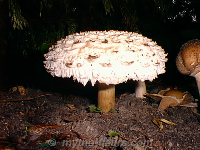 Lepiote_daguenillee.jpg