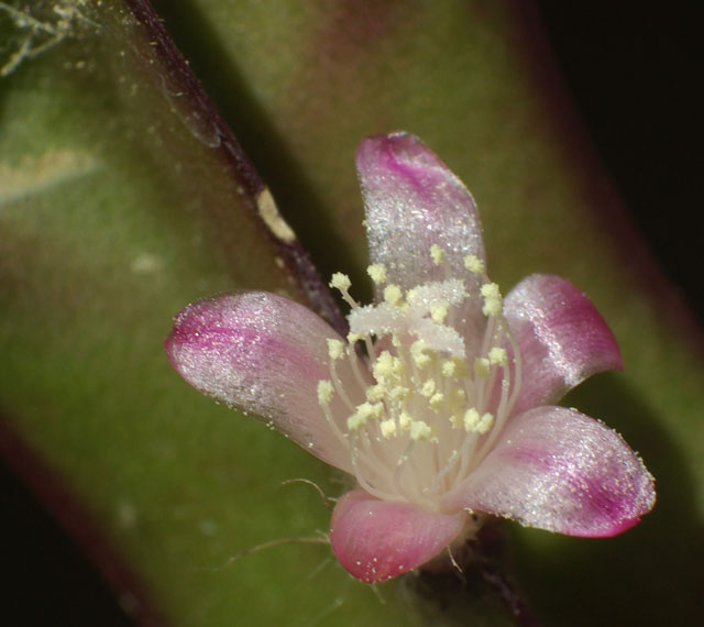 Lepismium-cruciformis-red-flower2.jpg