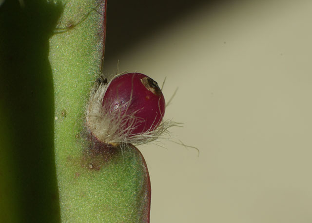 Lepismium-cruciformis-red-fruit.jpg