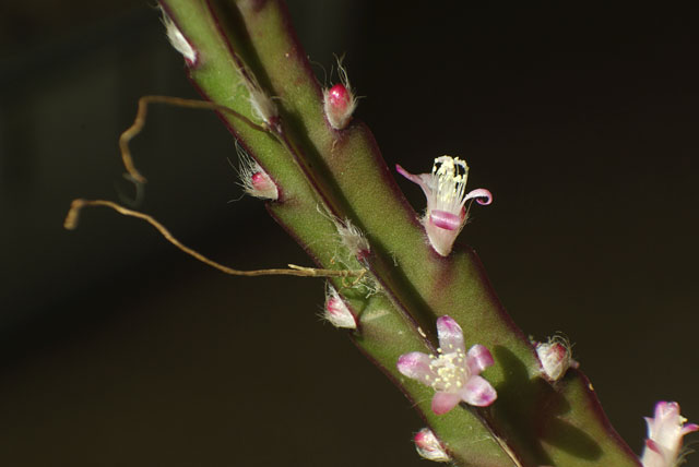 Lepismium-cruciformis-red.jpg