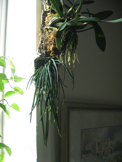 lepotesyschomburgkia.jpg