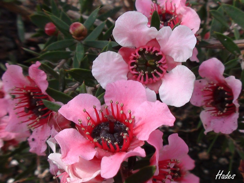 lepto+flor.jpg