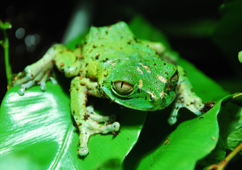 leptopelis.jpg