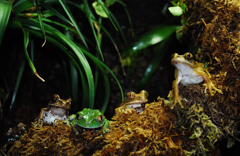 leptopelis2.jpg