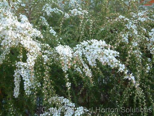 Leptospermum%20flavescens%20%27Cardwell%27.JPG