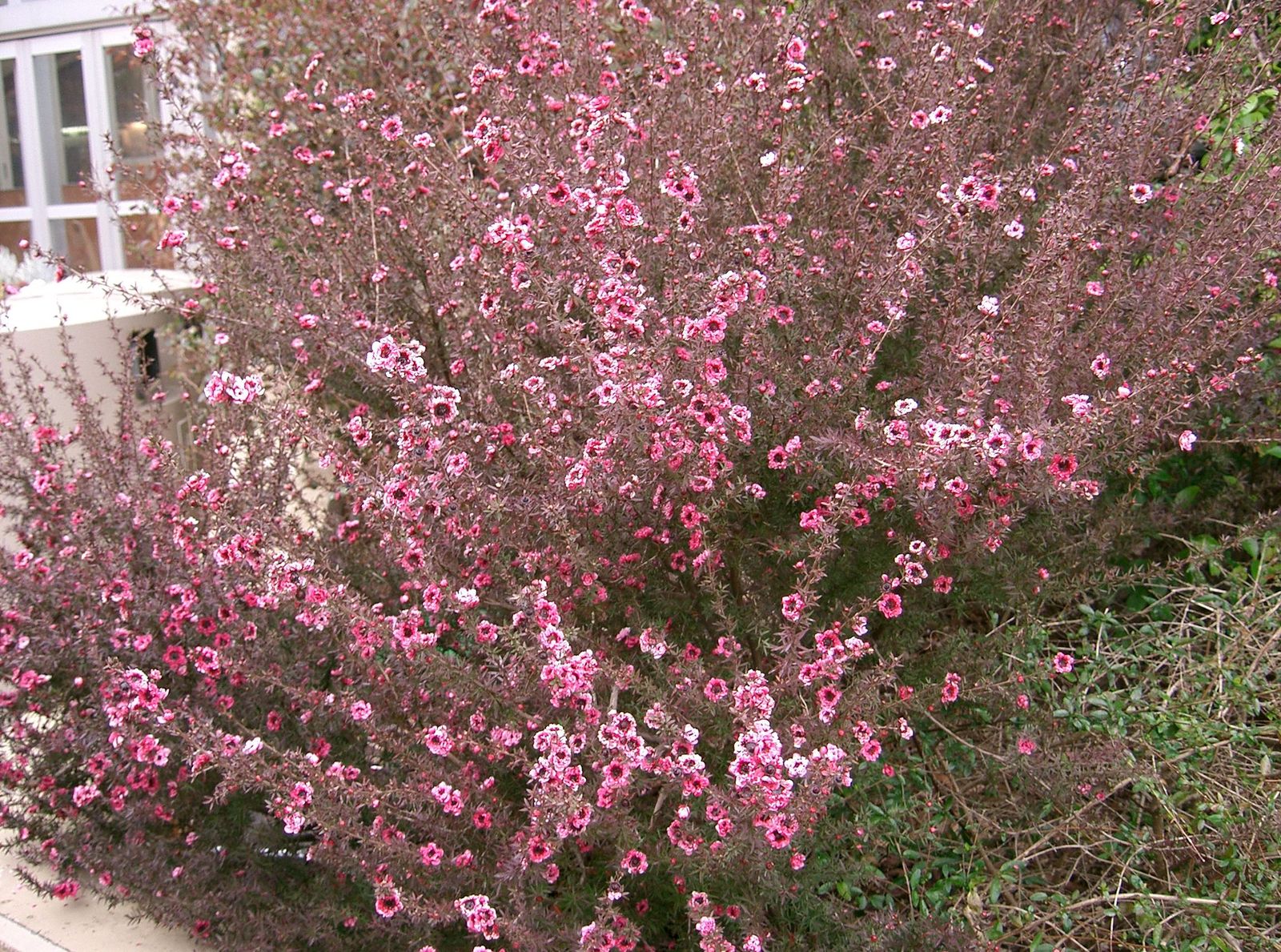 Leptospermum_scoparium1.jpg